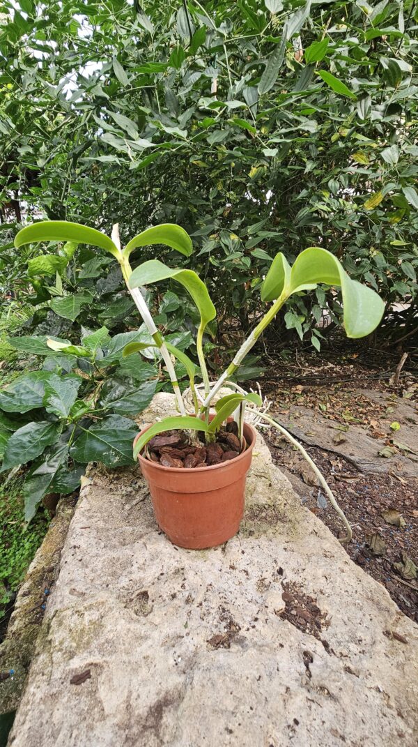 Cattleya leopoldii Dark x Dark Prince