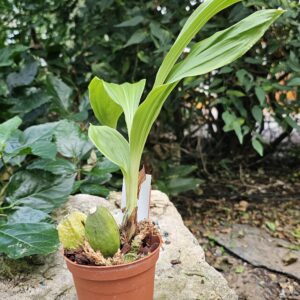 Lycaste skinneri var.rosea