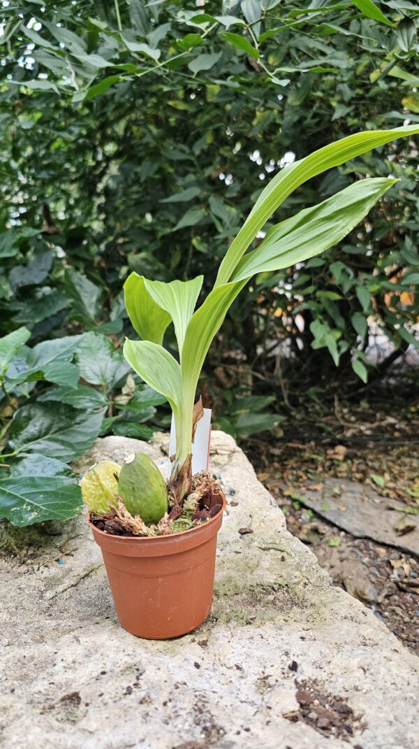Lycaste skinneri var.rosea