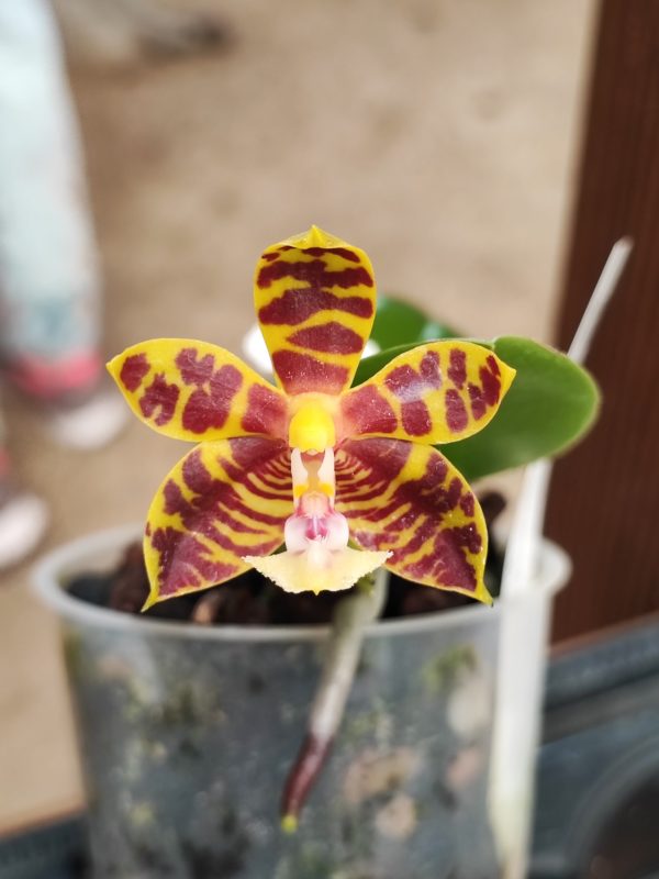 Phalaenopsis Mambo
