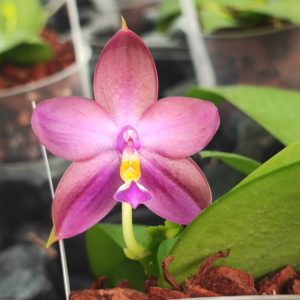 Phalaenopsis Yaphon Rich Woman x violacea indigo
