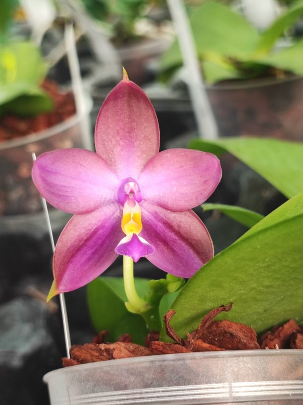 Phalaenopsis Yaphon Rich Woman x violacea indigo