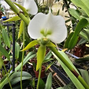 Angraecum longicalcar