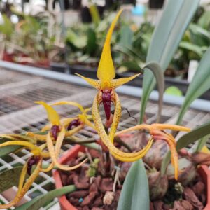 Bulbophyllum recurvilabre