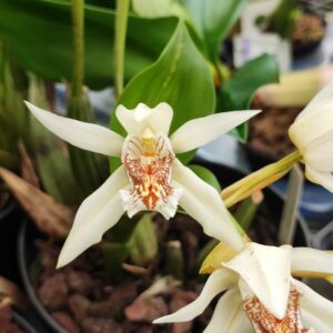 Coelogyne asperata