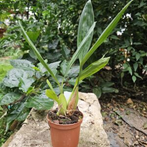 Coelogyne multiflora pot 8.5 cm