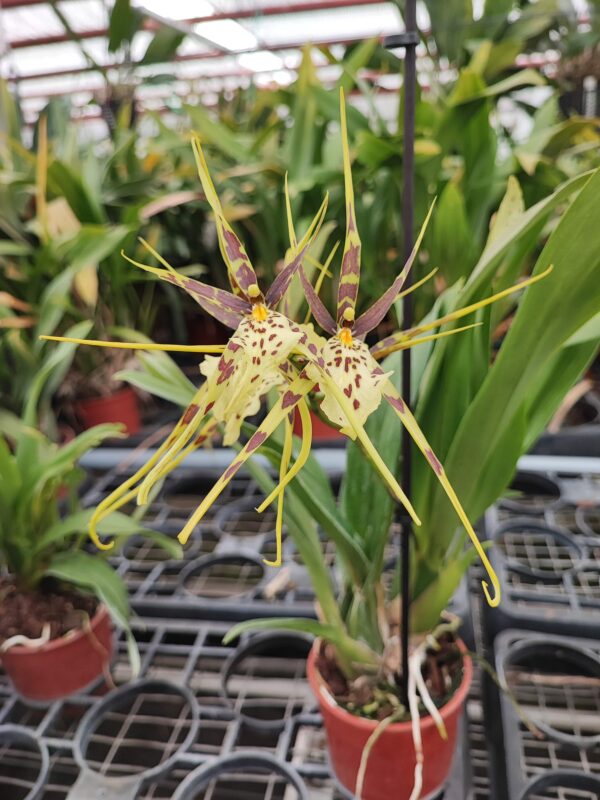 Brassia Eternal Wind 'Summer Dream'