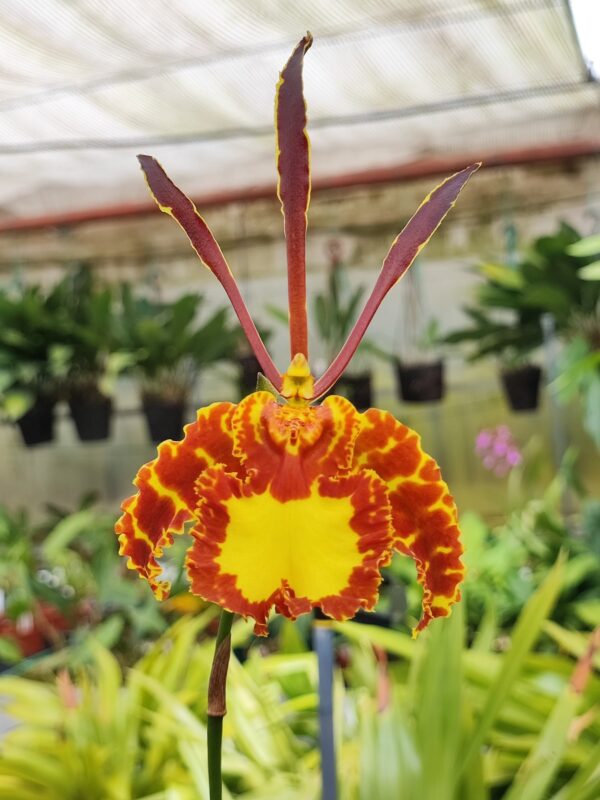 Psychopsis Mariposa 'Green Valley'