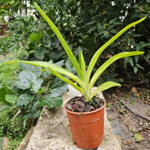 Angraecum eburneum xerophyllum