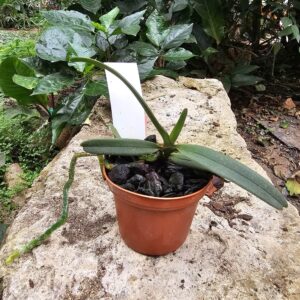 Angraecum elephantinum