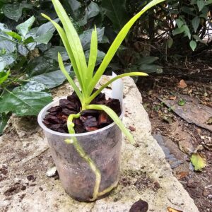 Vanda brunnea