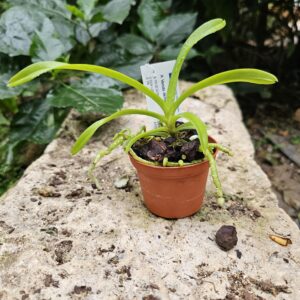 Vanda denisoniana