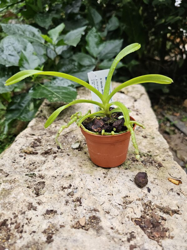 Vanda denisoniana