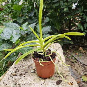 Vanda limbata