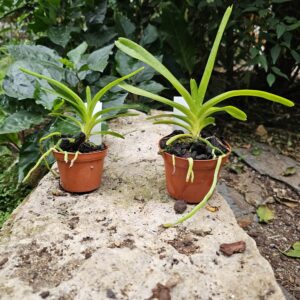 Vanda lombokensis