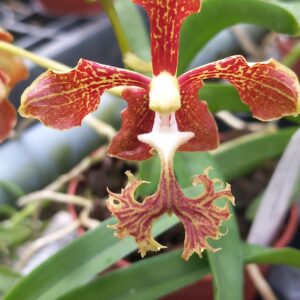 Vanda roeblingiana