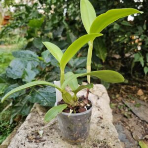 Cattleya deckeri var.coerulea