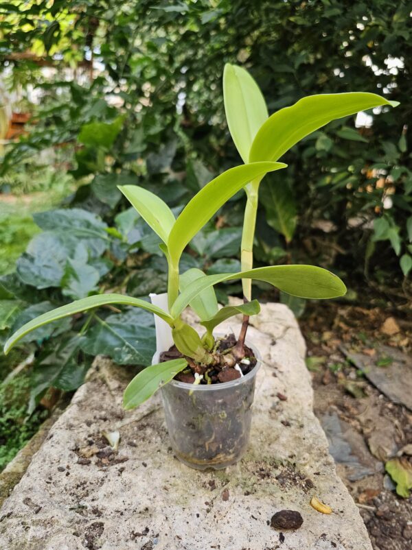 Cattleya deckeri var.coerulea