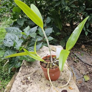 Cattleya guttata