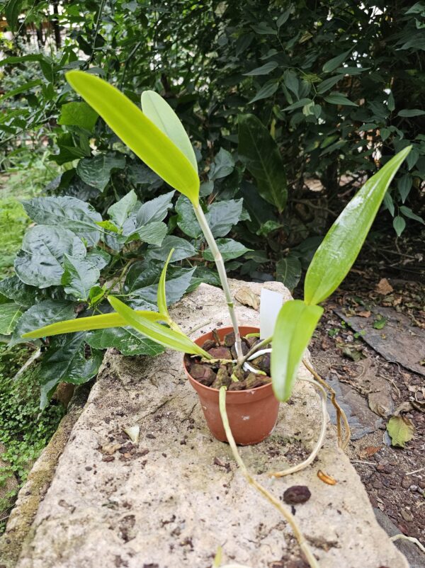 Cattleya guttata