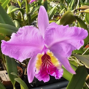 Cattleya lueddemanniana
