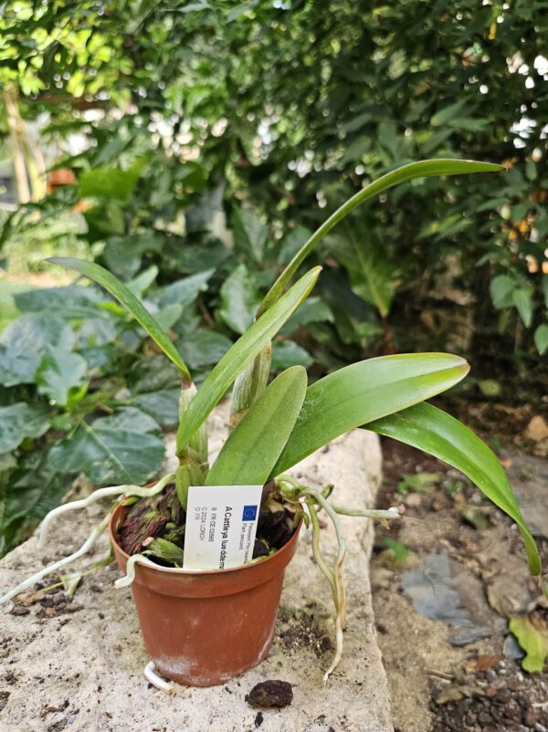 Cattleya lueddemanniana pot 10 cm