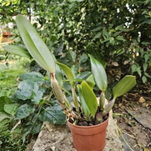 Cattleya lueddemanniana pot 12 cm