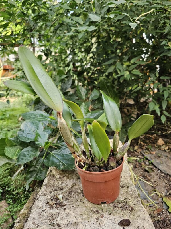 Cattleya lueddemanniana pot 12 cm