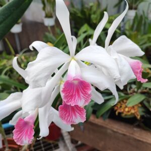 Cattleya purpurata var. carnea