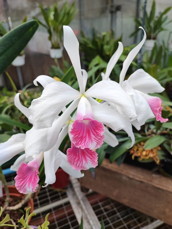 Cattleya purpurata var. carnea