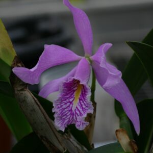 Cattleya maxima