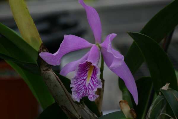 Cattleya maxima