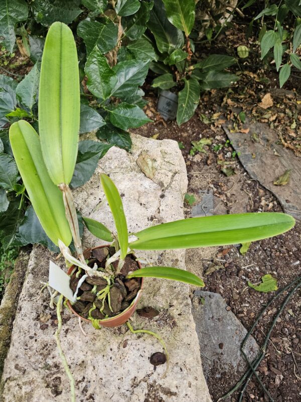 Cattleya maxima