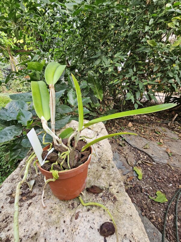 Cattleya maxima