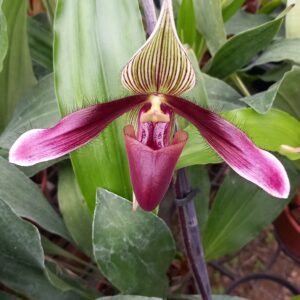 Pahiopedilum-Darkday