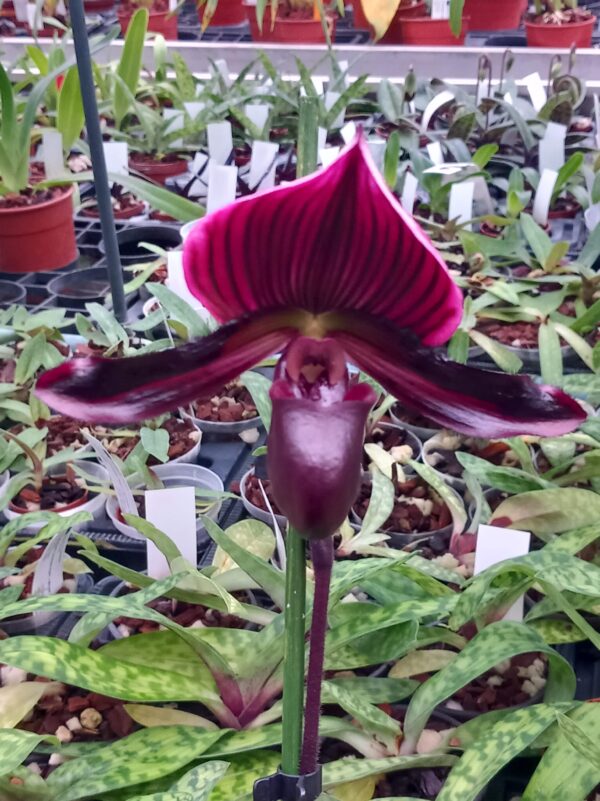 Paphiopedilum-Maudiae-Coloratum-Super-x-Maudiae-vinicolor-x-viniferum