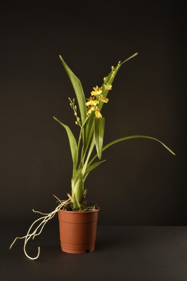 Oncidium Joost – Image 2