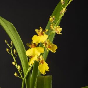 Oncidium Joost