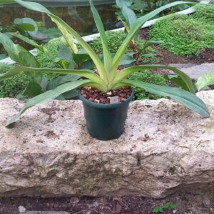 Paphiopedilum Bel Royal