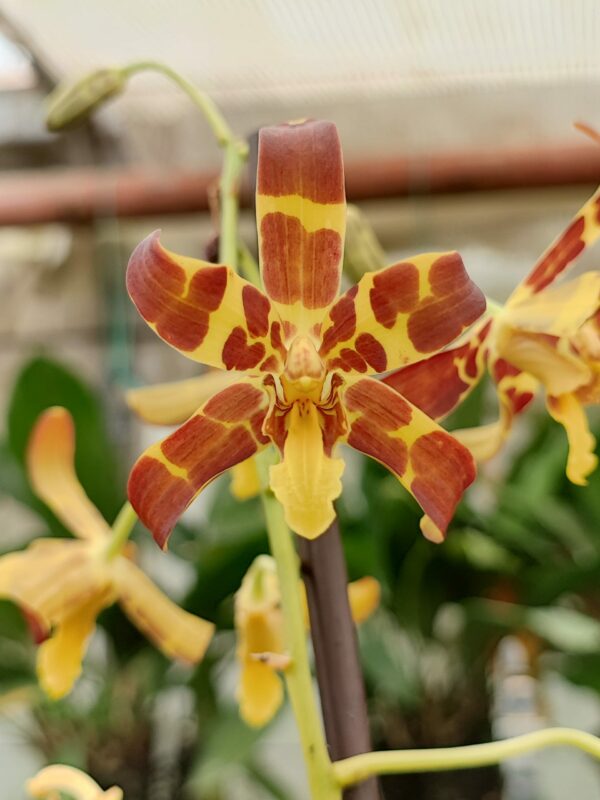 Ansellia africana – Image 2