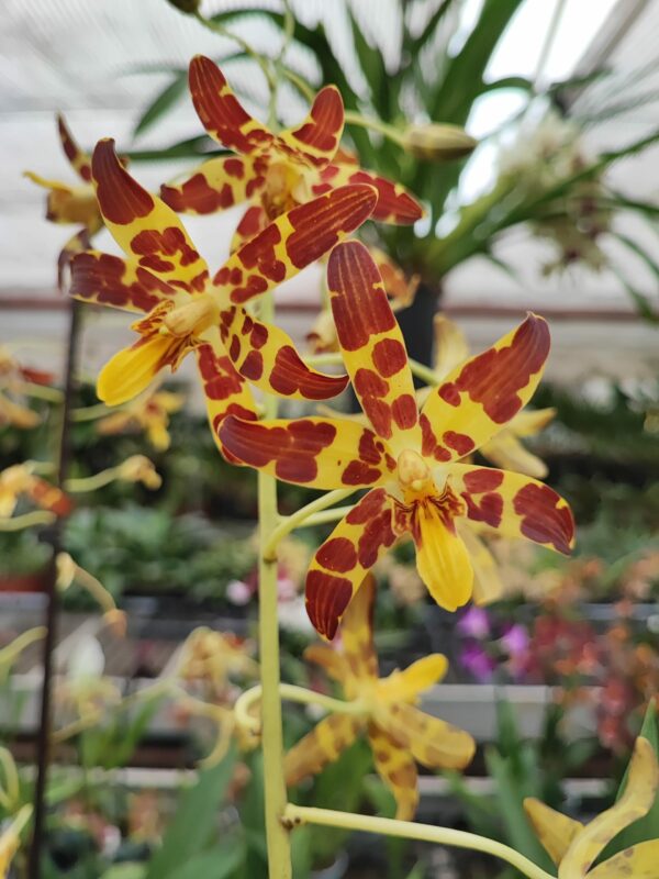 Ansellia africana