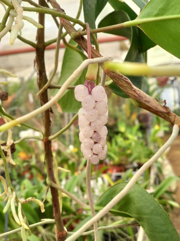 Anthurium obtusum – Image 3