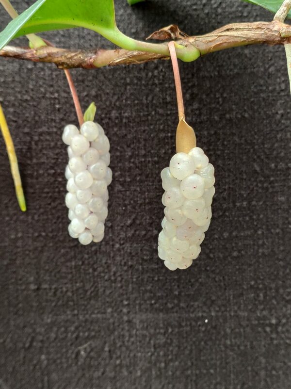 Anthurium obtusum – Image 2