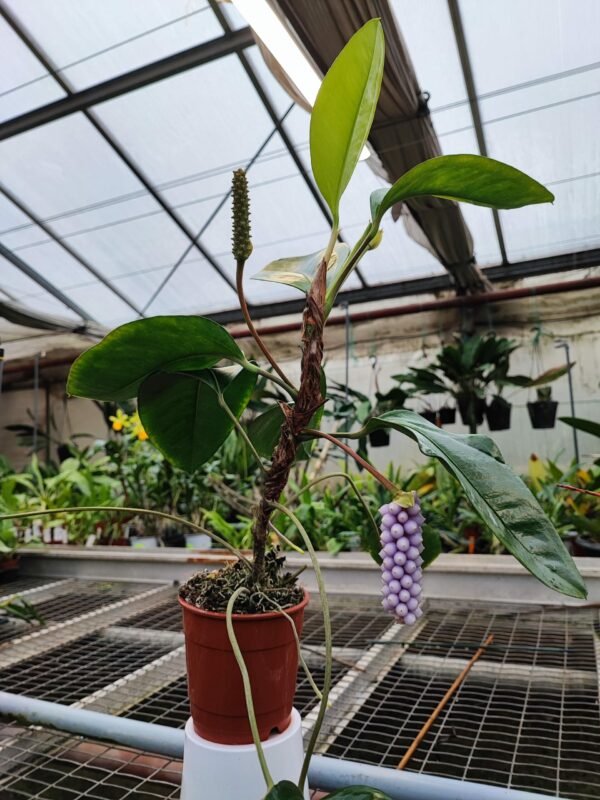Anthurium trinerve