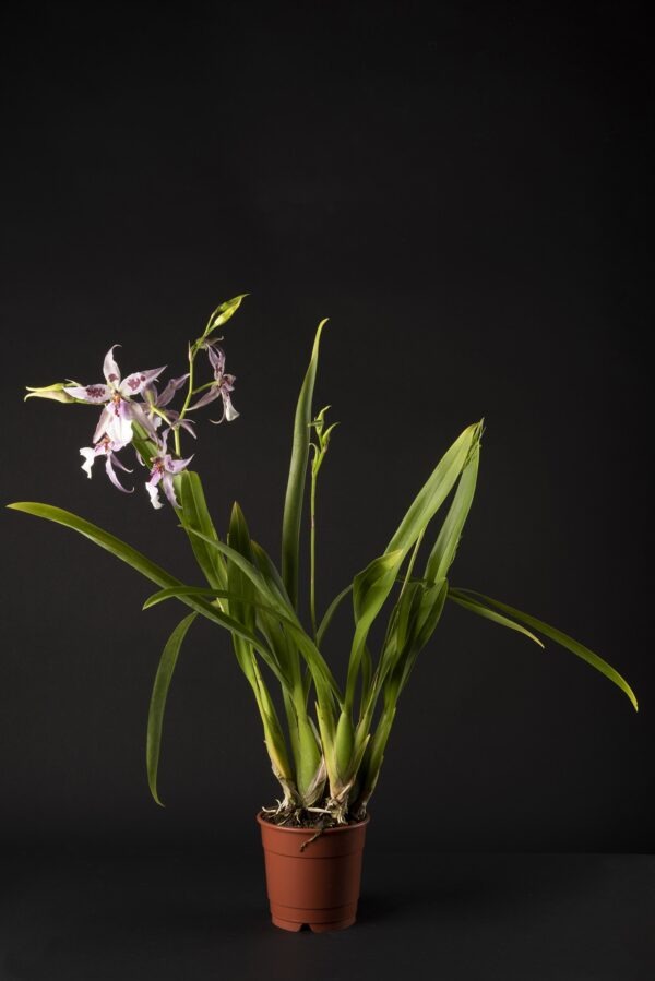Beallara Peggy Ruth 'Carpenter' – Image 2