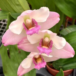 Bifrenaria harrisoniae