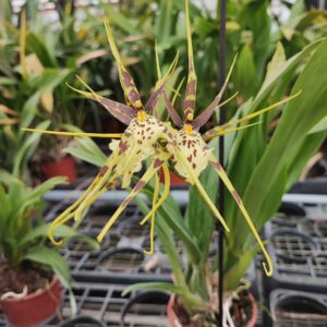Brassia Eternal Wind 'Summer Dream'