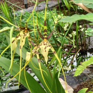 Brassia Rex 'Cheverny'