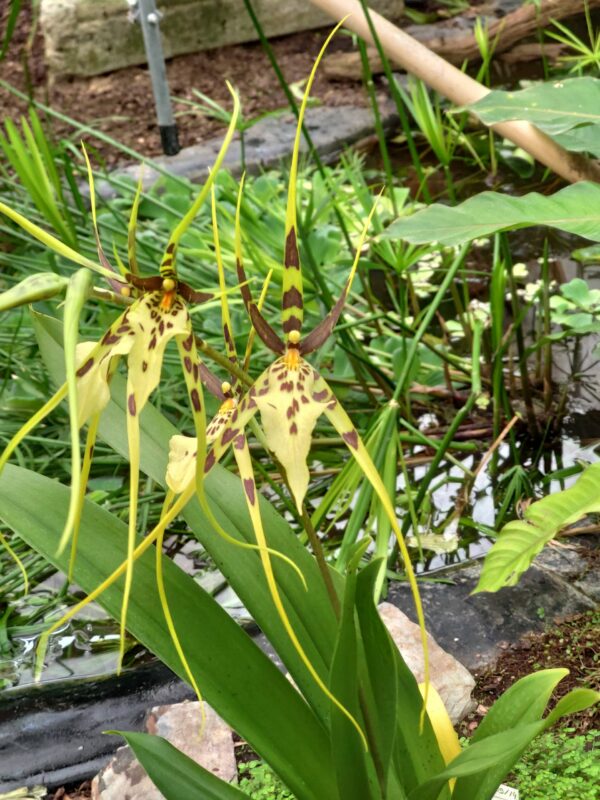 Brassia Rex 'Cheverny'
