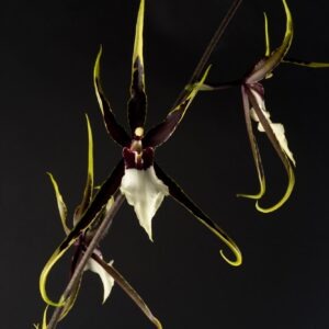 Brassidium Kenneth Bivin 'Santa Barbara'